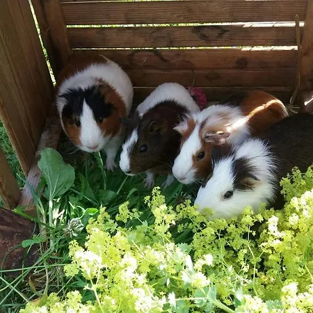 Familienbauernhof Koess Schertler Отель типа 