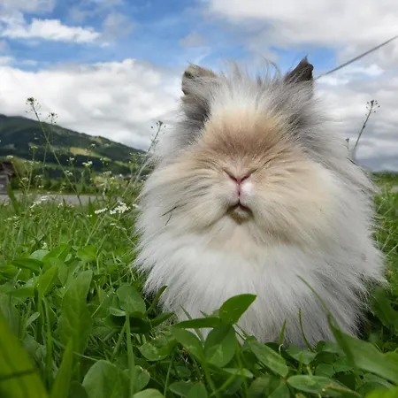 Familienbauernhof Koess Schertler Эгг