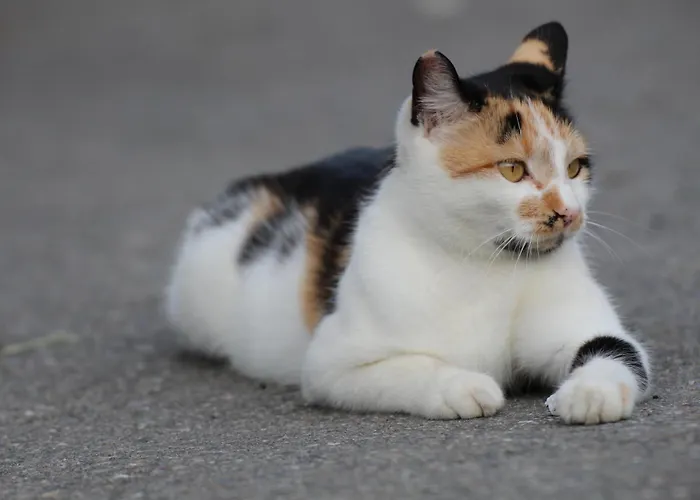 Bed & Breakfast Familienbauernhof Koess Schertler