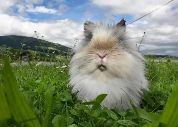Familienbauernhof Koess Schertler Egg